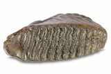 Fossil Woolly Mammoth Lower M Molar - Poland #295864-1